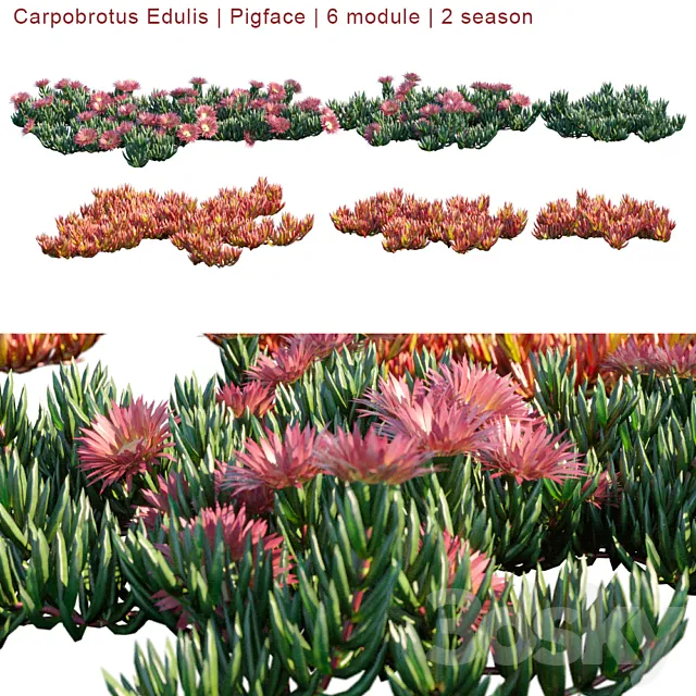 Carpobrotus Edulis | Pigface | 6 module | 2 season 3D Model