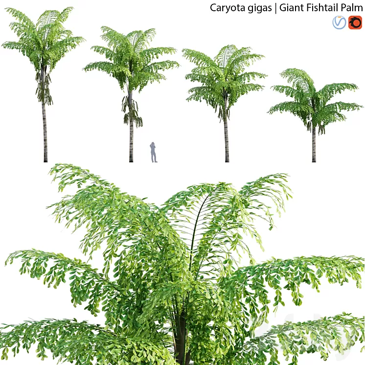 Caryota gigas - Giant Fishtail Palm - Caryota Mitis - 01 3D Model