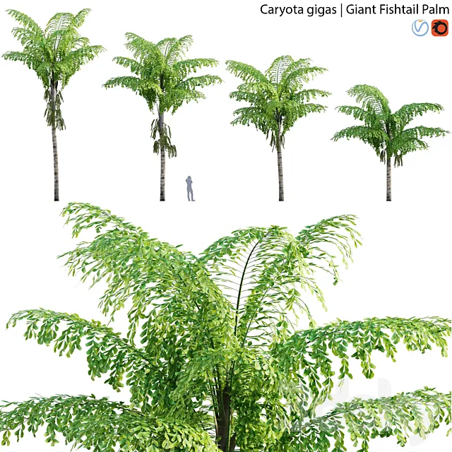Caryota gigas - Giant Fishtail Palm - Caryota Mitis - 01 3DModel