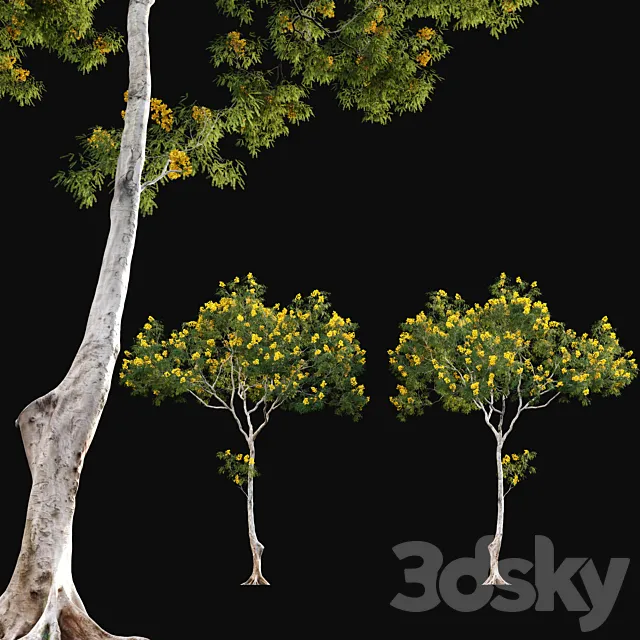 Cassia splendida - Golden Wonder Senna 3D Model