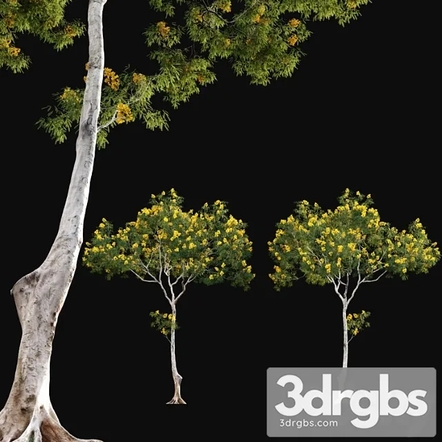 Cassia Splendida Golden Wonder Senna 3D Model Free