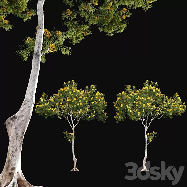 Cassia splendida - Golden Wonder Senna 3D Model
