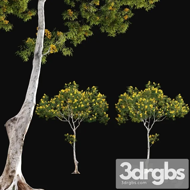 Cassia splendida - golden wonder senna