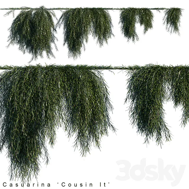 Casuarina cousin it creeper 3DModel