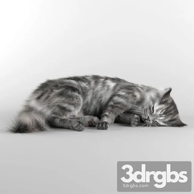 Cat 3D Model Free