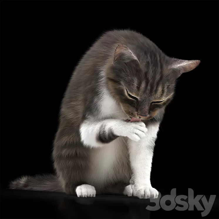 CAT 5 3D Model
