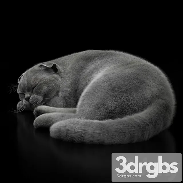 Cat 6 Vray 3D Model Free