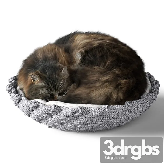 Cat With Pillow 3D Model Free