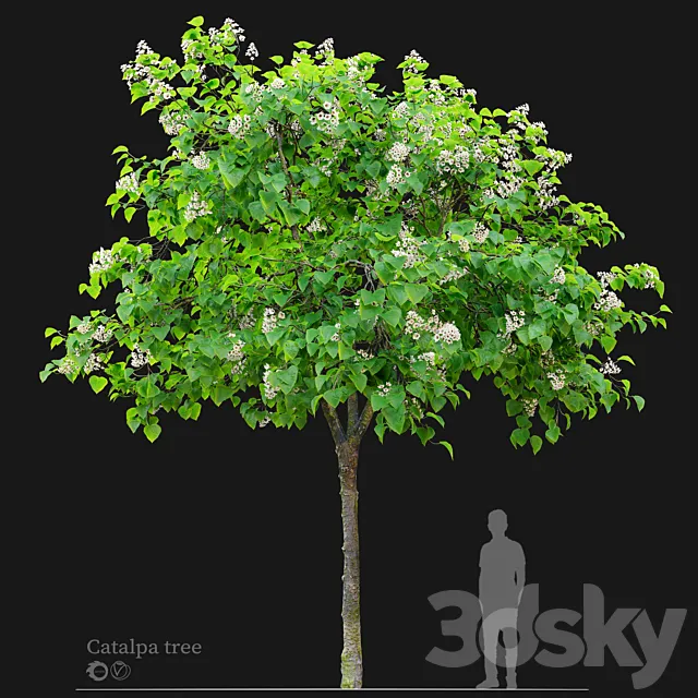Catalpa tree 03 3D Model