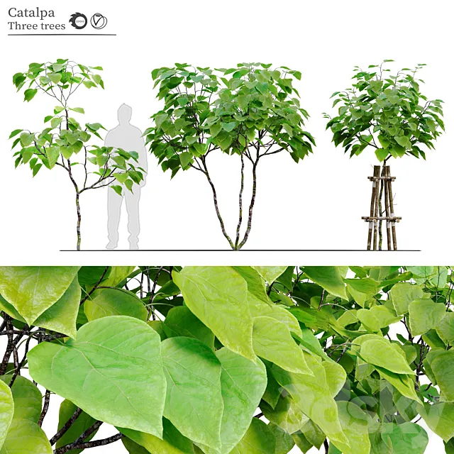 catalpa tree Free Download