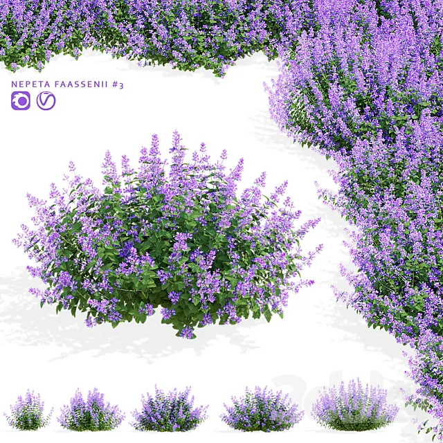 Catnip Fassen flowers | Nepeta fassenii #3 3D Model