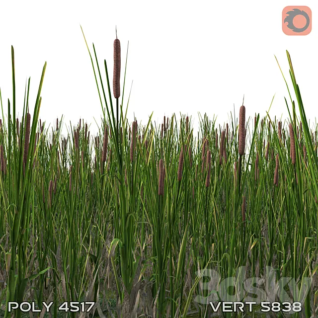 cattail 3D Model
