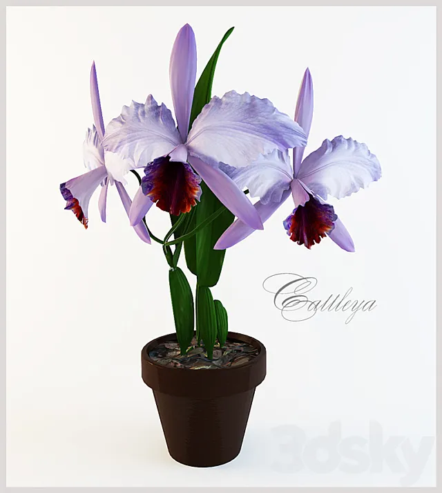 cattleya 3D Model