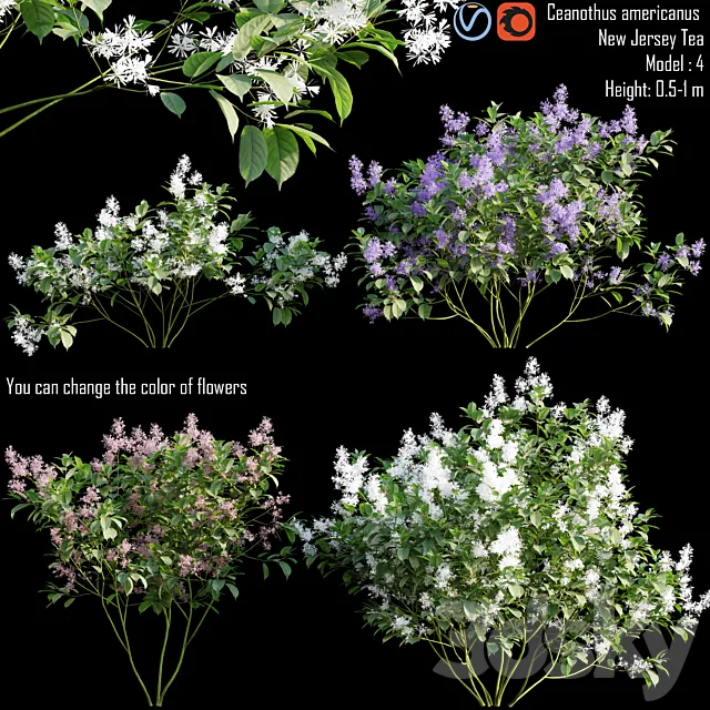 Ceanothus americanus | New Jersey Tea # 1 3D Model