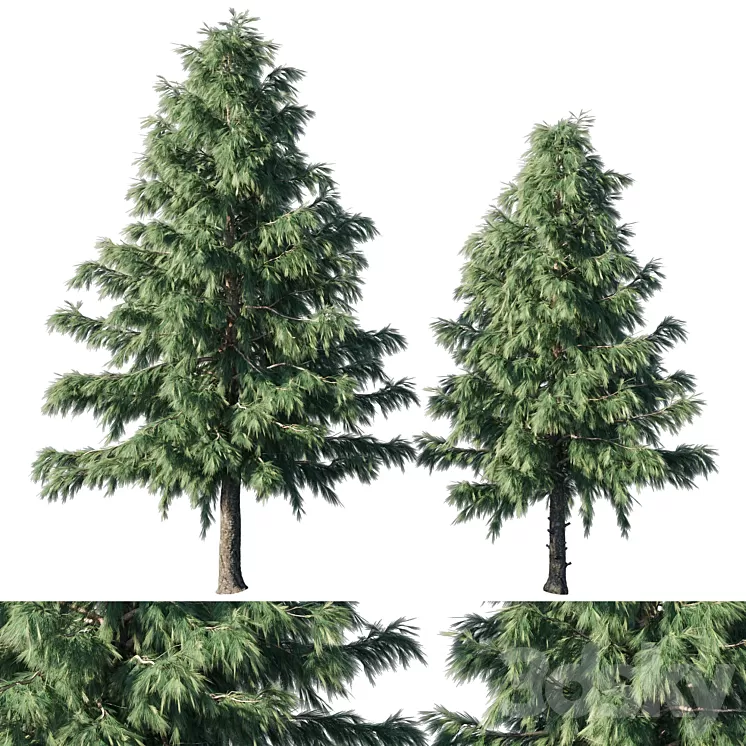 Cedrus Deodara 03 3D Model Free