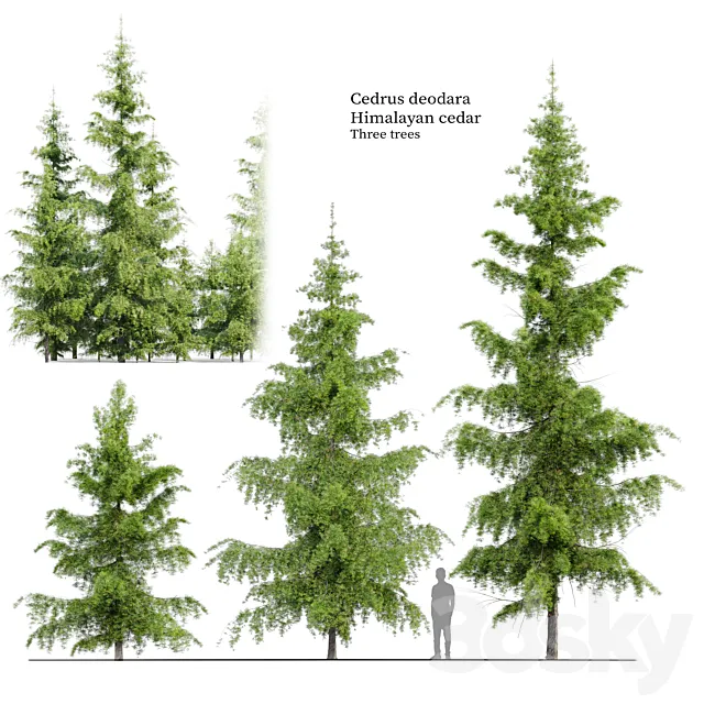 Cedrus Deodara 3D Model