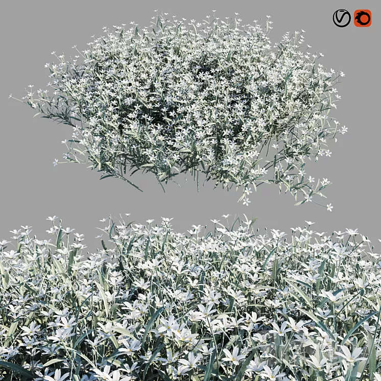 Cerastium tomentosum 3D Model