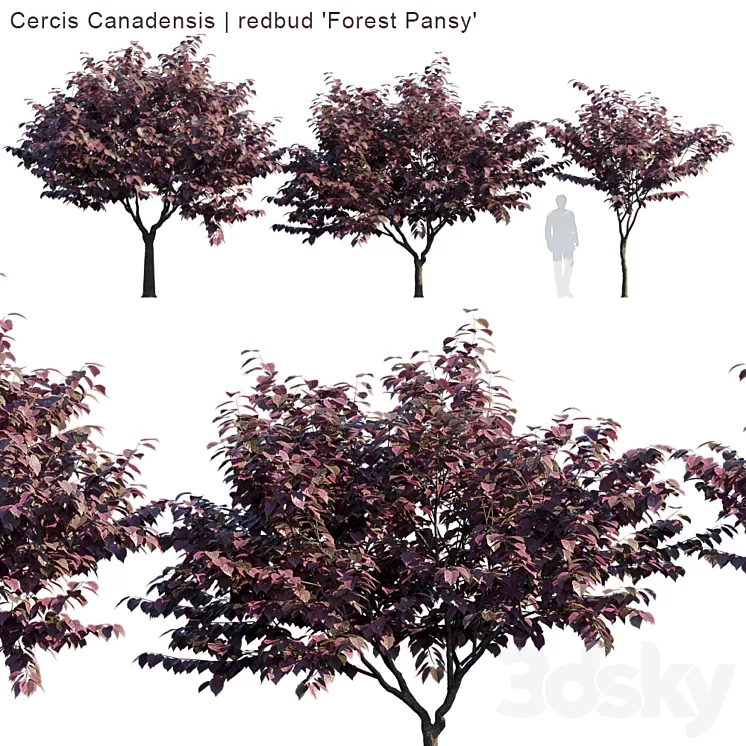 "Cercis Canadensis | redbud ""Forest Pansy""" 3D Model