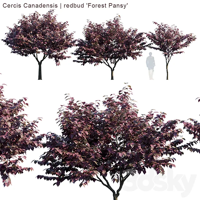 Cercis Canadensis | redbud "Forest Pansy" 3DModel