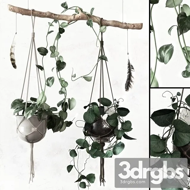 Ceropegia Woodii Hanging Pot 3D Model Free