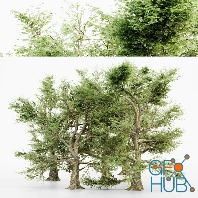 CGTrader - American Sycamore tree collection