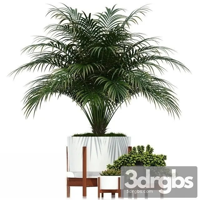 Chamaedorea Cataractarum 3D Model Free