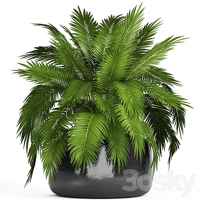 Chamaedorea cataractarum Hamedorea bush palm tree outdoor pot flowerpot leaves cycas 3D Model