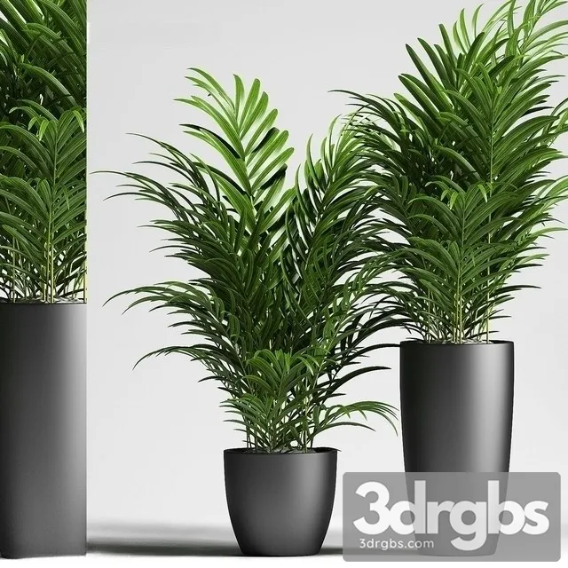 Chamaedorea Elegans 2 3D Model Free