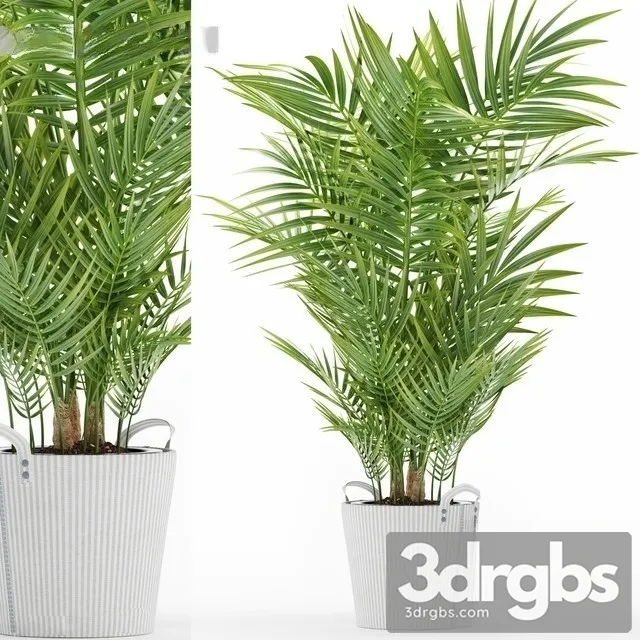 Chamaedorea Elegans 3 3D Model Free