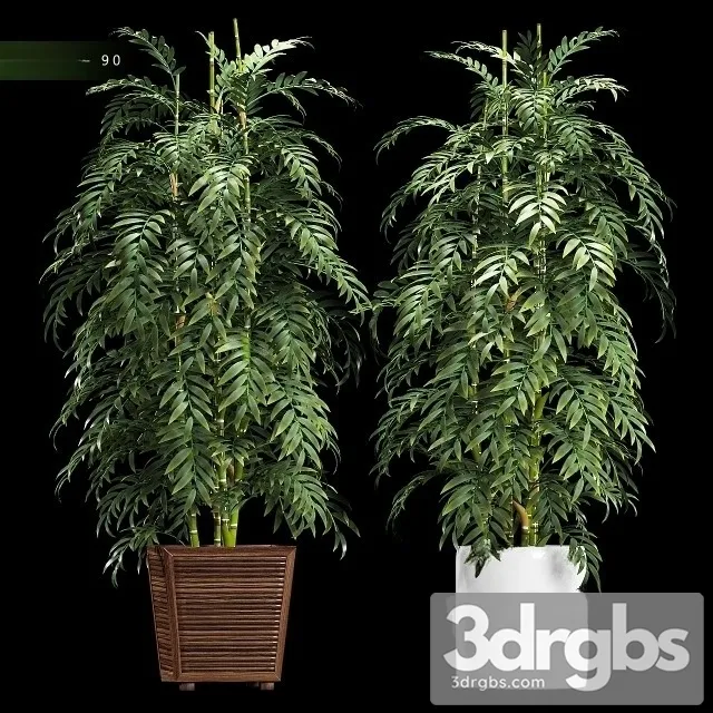 Chamaedorea Elegans 3D Model Free
