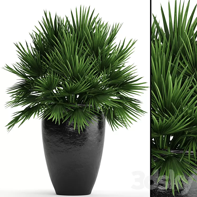 Chamaerops palm Chamaerops palm tree bush pot flowerpot outdoor decorative interior 3D Model