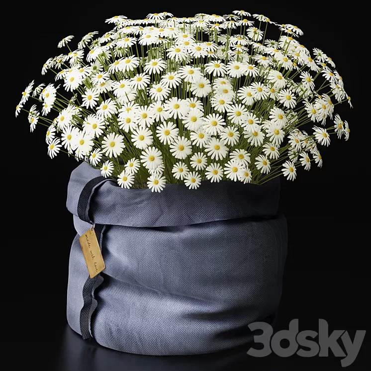 Chamomile  with love  3D Model