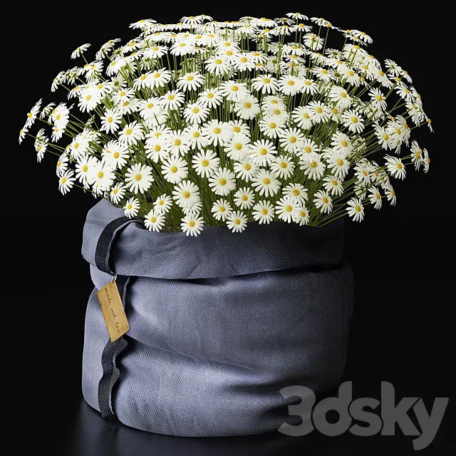 Chamomile ... with love .... 3DModel