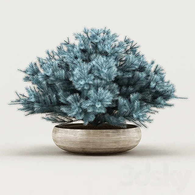 Cheap Juniper Blue 3DModel