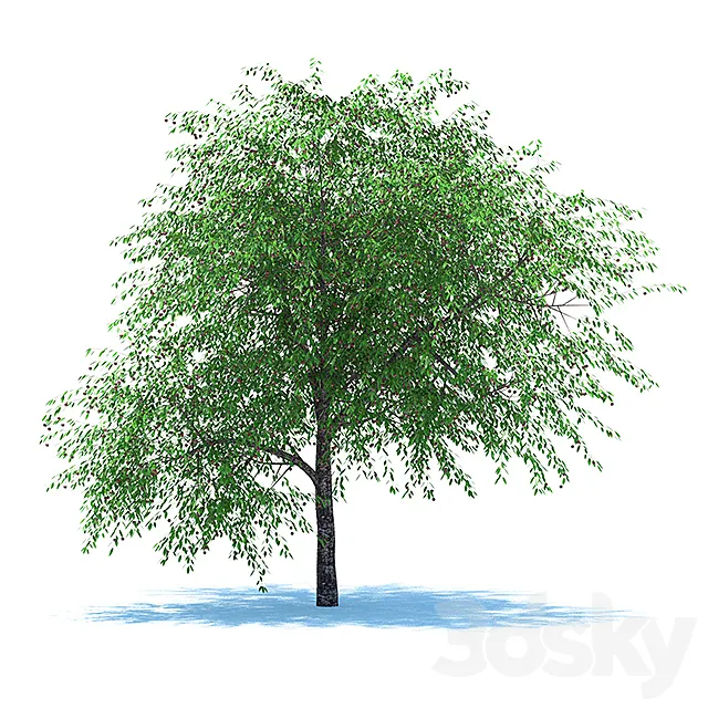 Cherries with berries 3D Model