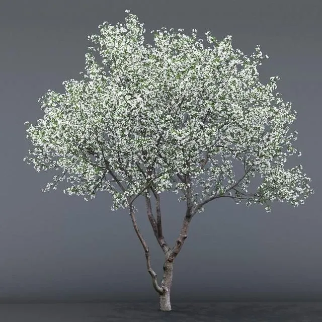 Cherry blossoming # 1 3D Model