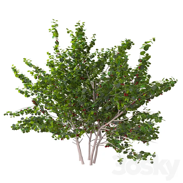 cherry bush 3DModel