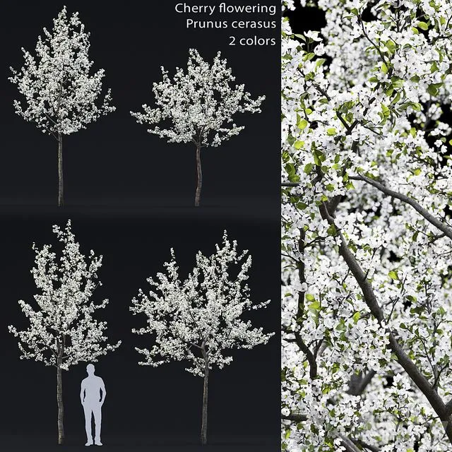 Cherry flowering 3D Model