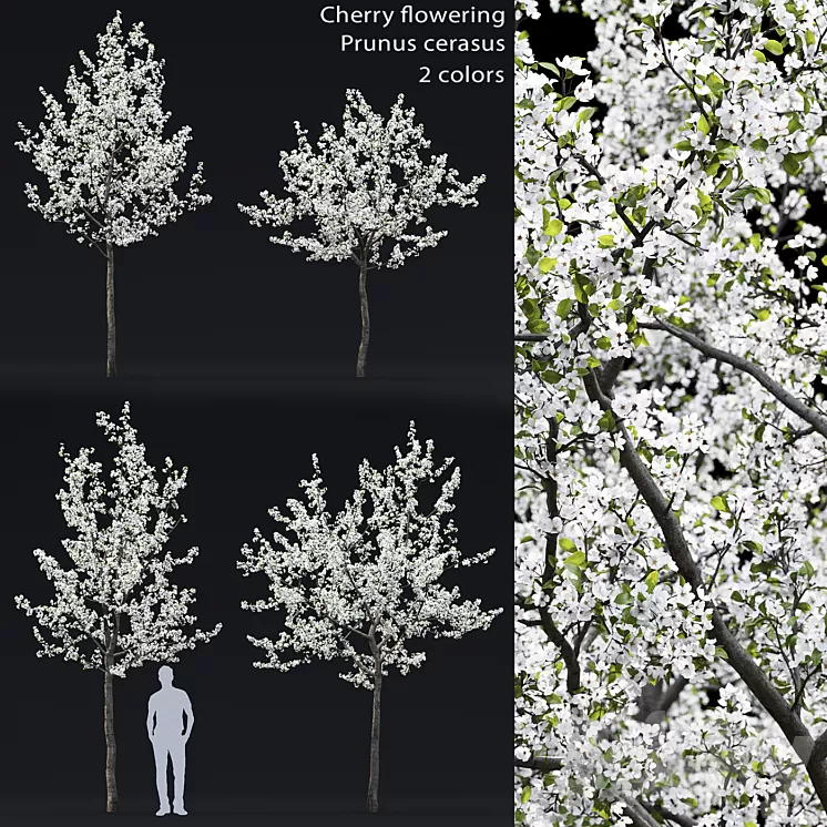 Cherry flowering 3D Model