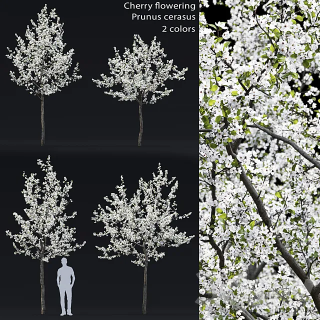 Cherry flowering 3DModel