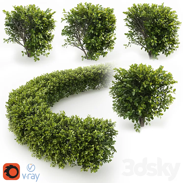 Cherry laurel