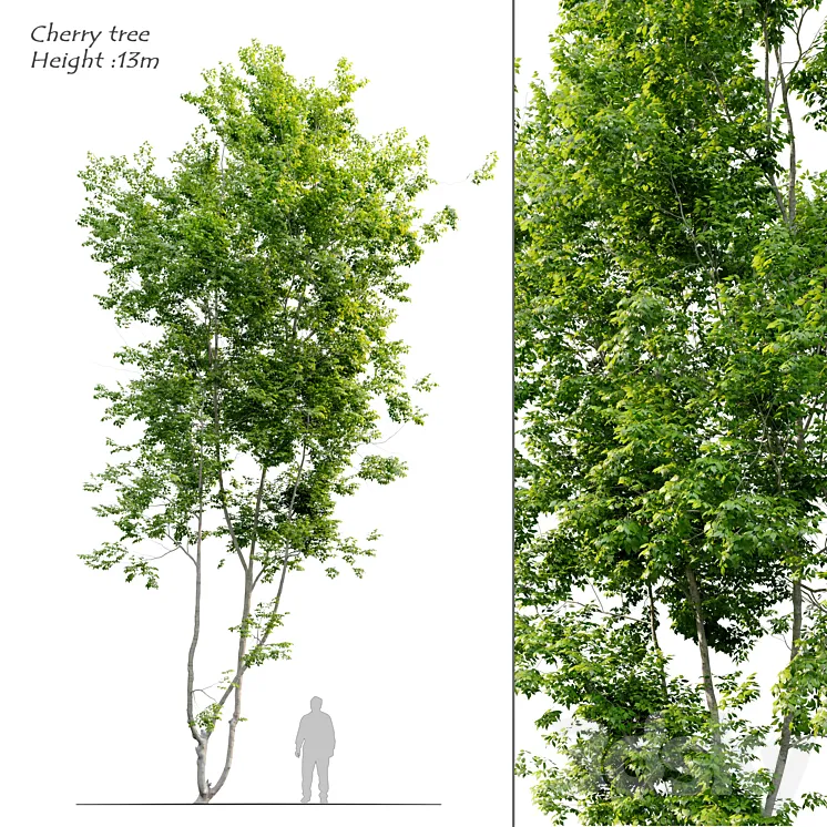 Cherry tree 3D Model Free