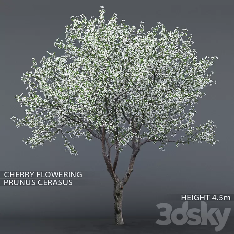 Cherry-tree flowering (Cerasus) # 1 3D Model