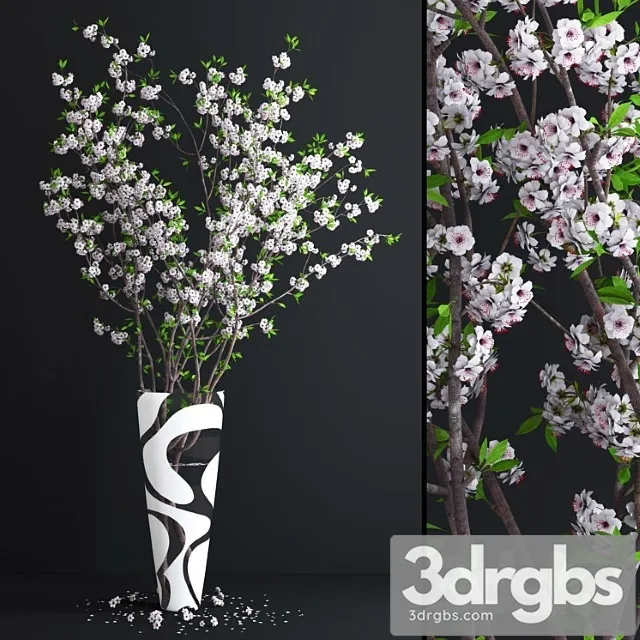 Cherry White Blossom 3D Model Download