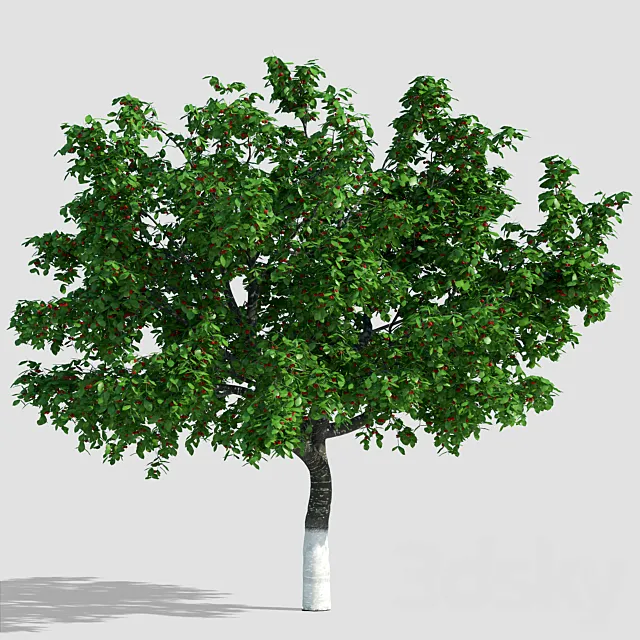 Cherry with berries _ Cherry with berries 3DModel