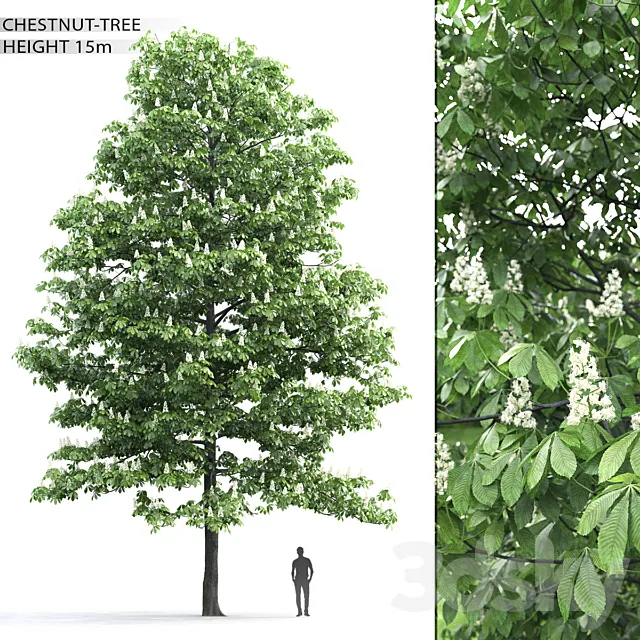 Chestnut 3D Model