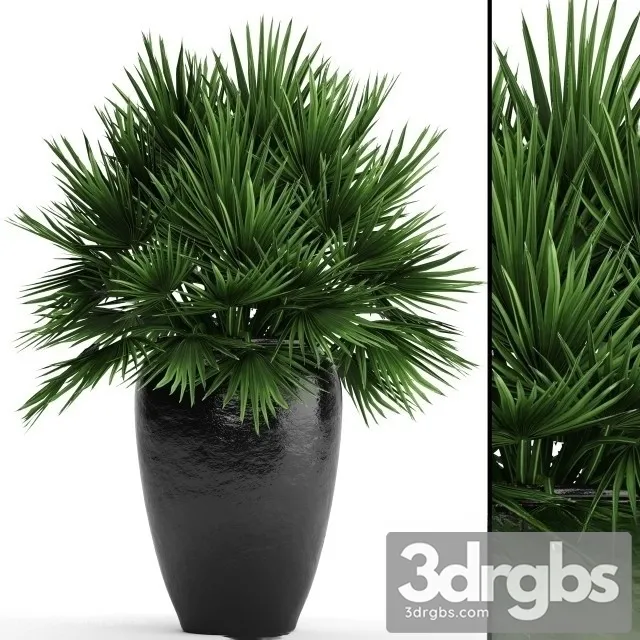 Chi Chamaerops 2 3D Model Free