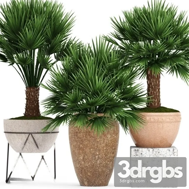 Chi Chamaerops Set 3D Model Free