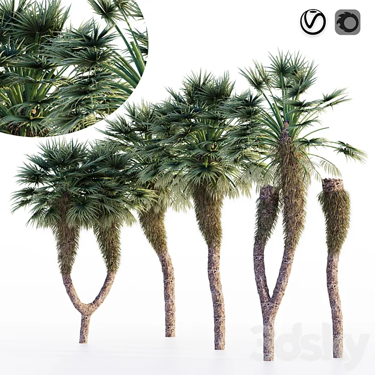 Chinese fan palm 3D Model Free