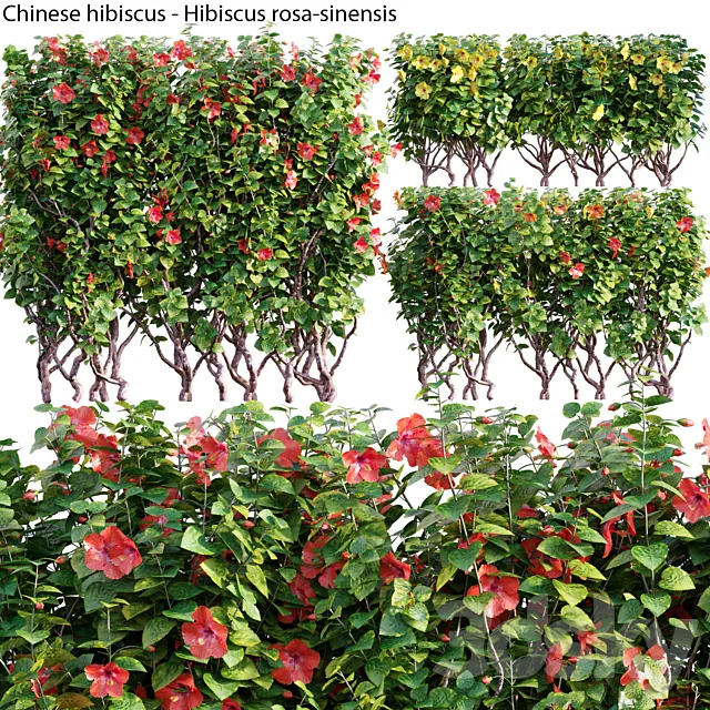 Chinese hibiscus - Hibiscus rosa-sinensis - 03 Free Download
